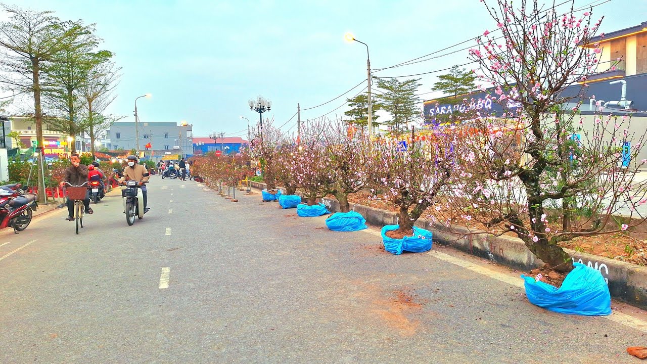 Thousands of ancient peach trees at a traditional Vietnamese Tet market.