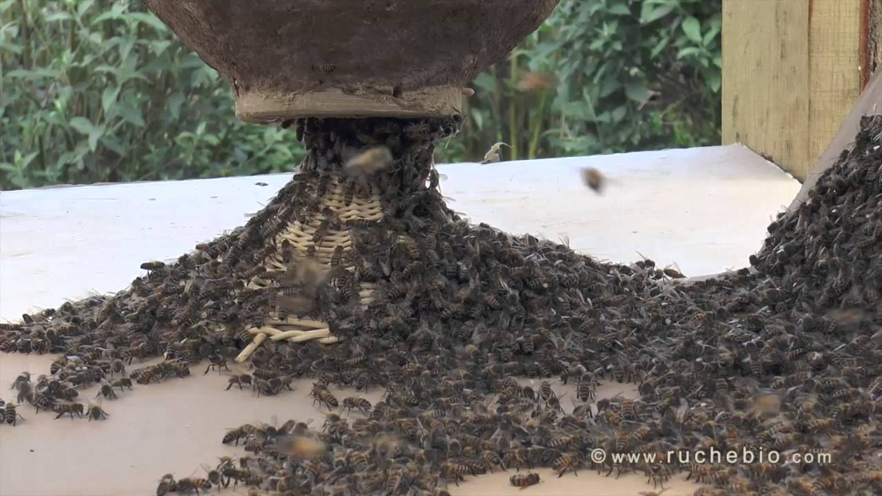 Einlogieren eines Naturschwarmes in den Weissenseifener Hängekorb