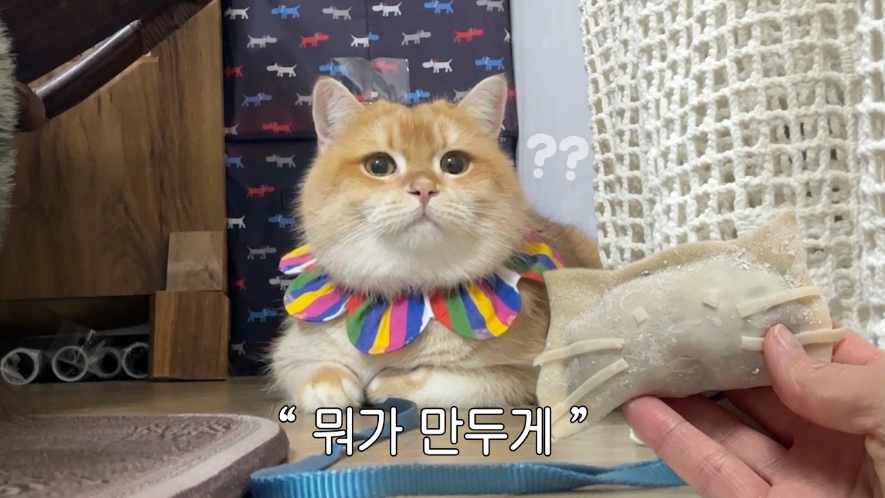 설날만 기다린 천하제일 고양이 ((설날 알차게 보낸 vlog)) 🥟만두 빚기, 다이어트김밥, berhe