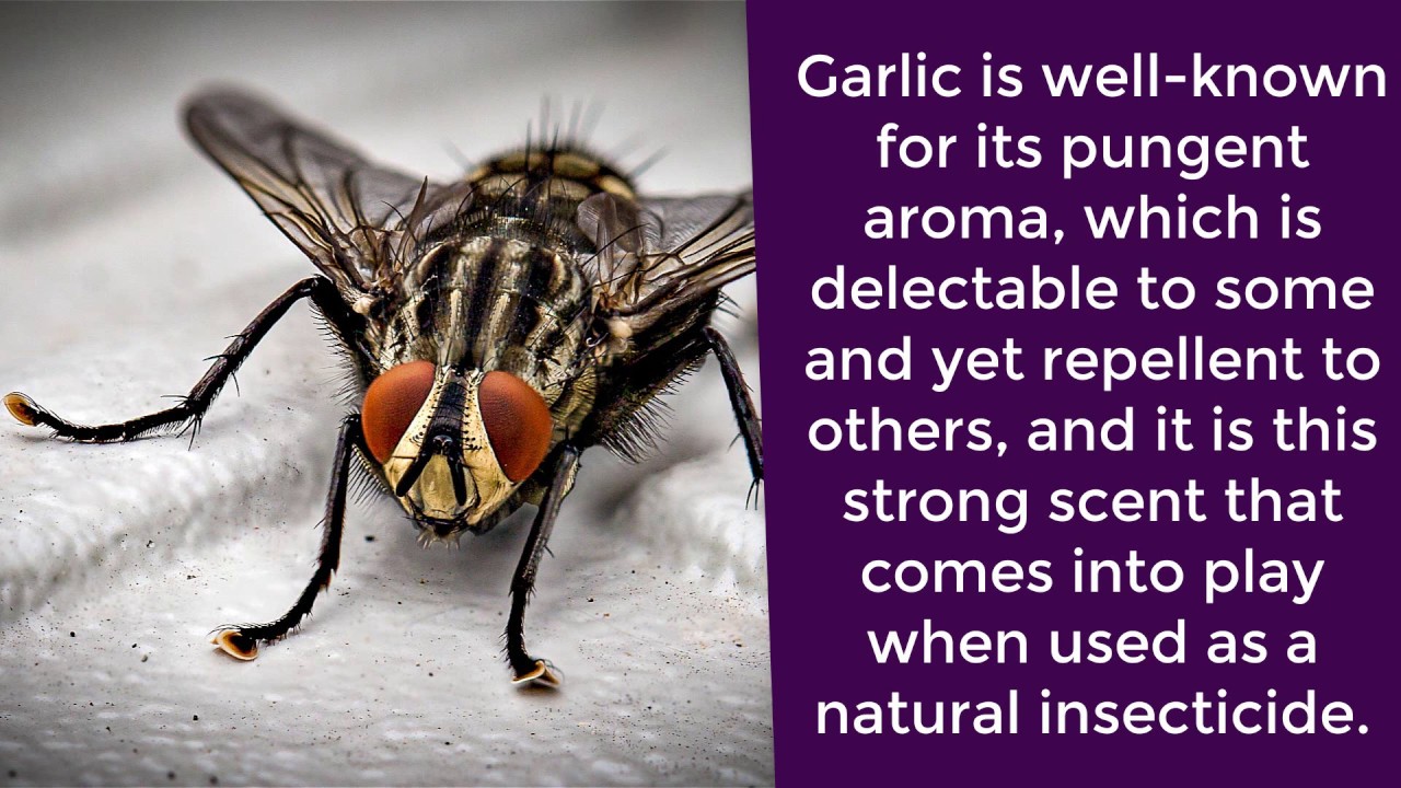 Pest control - how to do a general pest control treatment - diy pest control | domyown.com