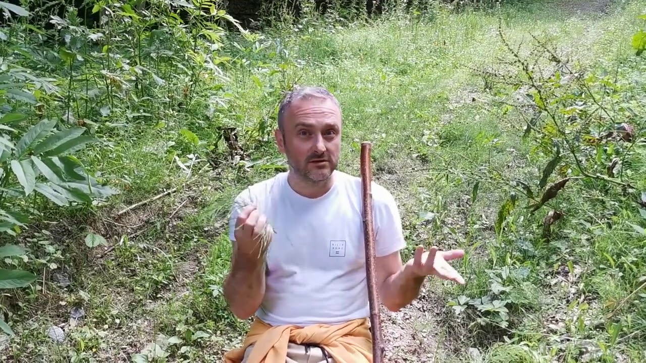 RASTAVIĆ ili PRESLICA lek za bubrege i čistač organizma koji jača nokte i kosu