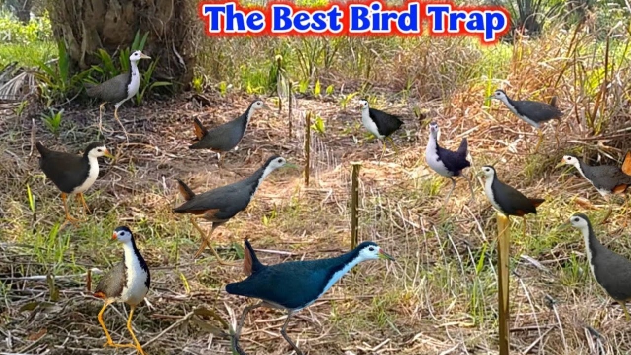 Unbelievable bird catch! Traditional Bird Trap Method That Really Works #The_Bird_Kingdom