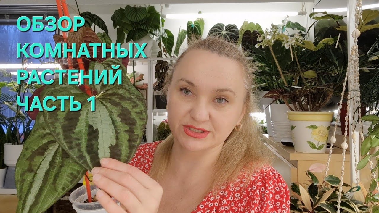 🍀БОЛЬШОЙ ОБЗОР КОМНАТНЫХ РАСТЕНИЙ ЧАСТЬ 1🍀