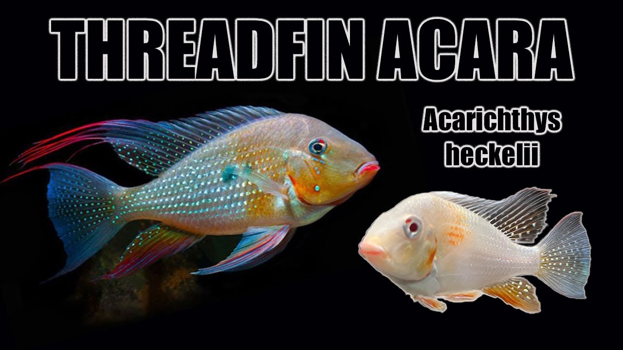 Акара ниточечная (Acarichthys heckelii) | Руководство по уходу и описание вида