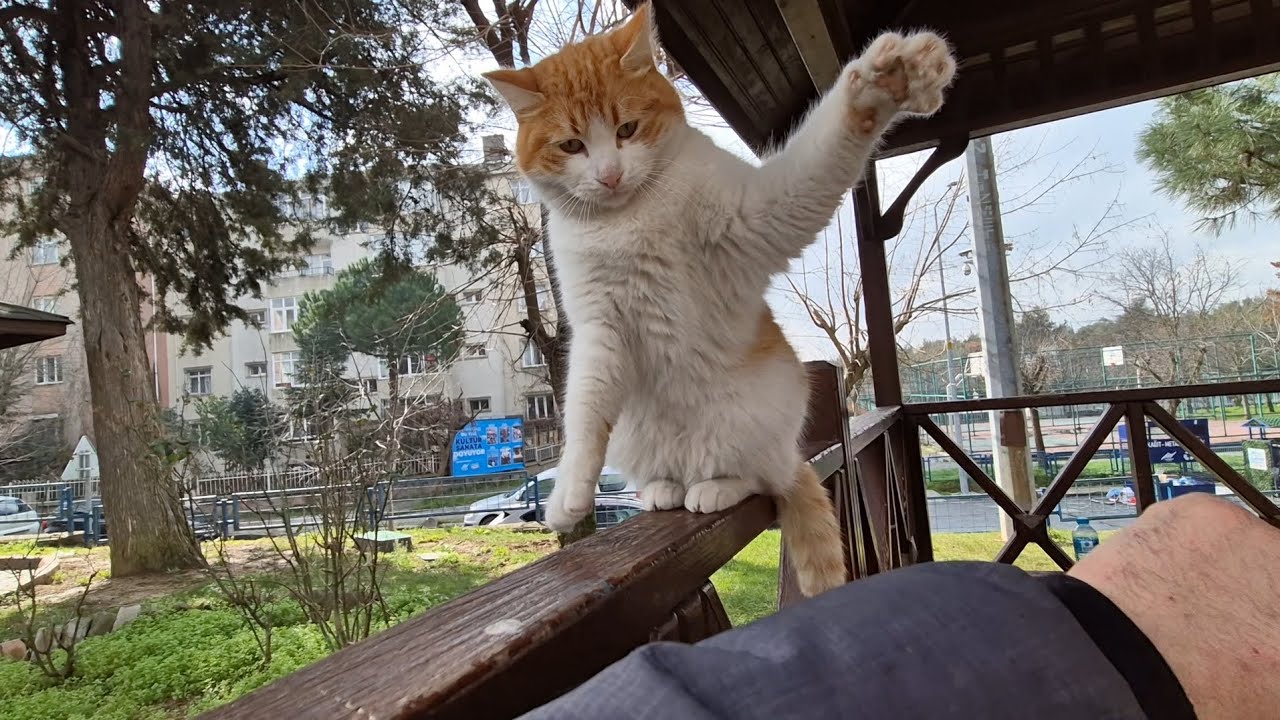 Two Cats Approached Me on a Bench — One Aggressive, One Super Friendly!