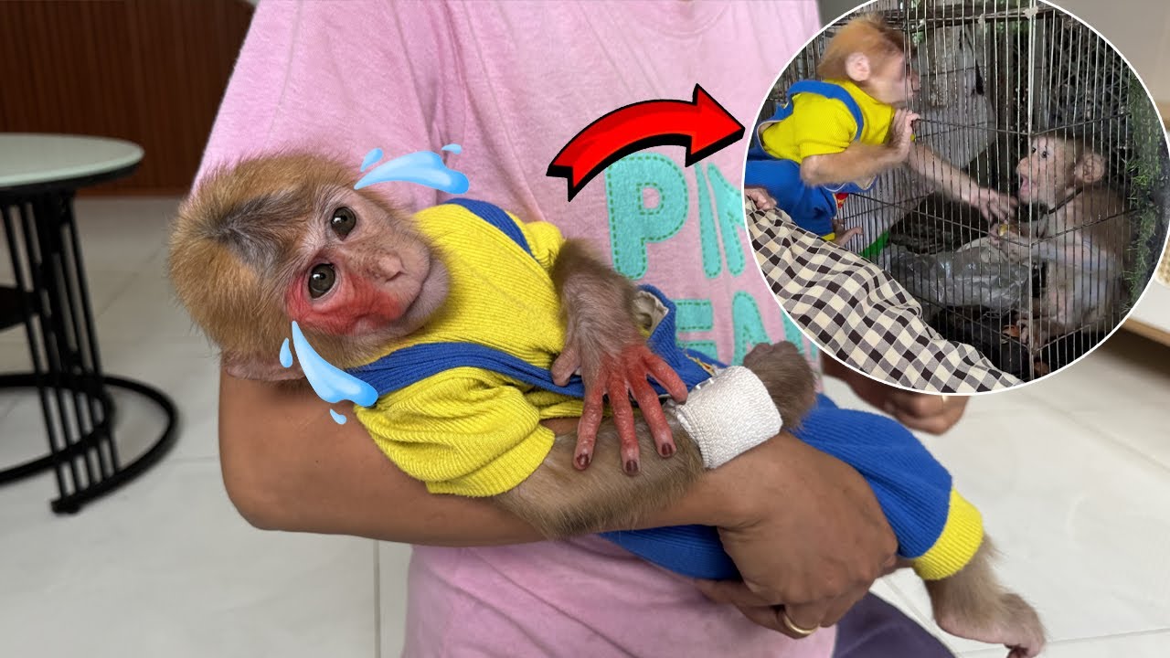 Poor Lucky The wild monkey’s instinct rose up and attacked Lucky, injuring her