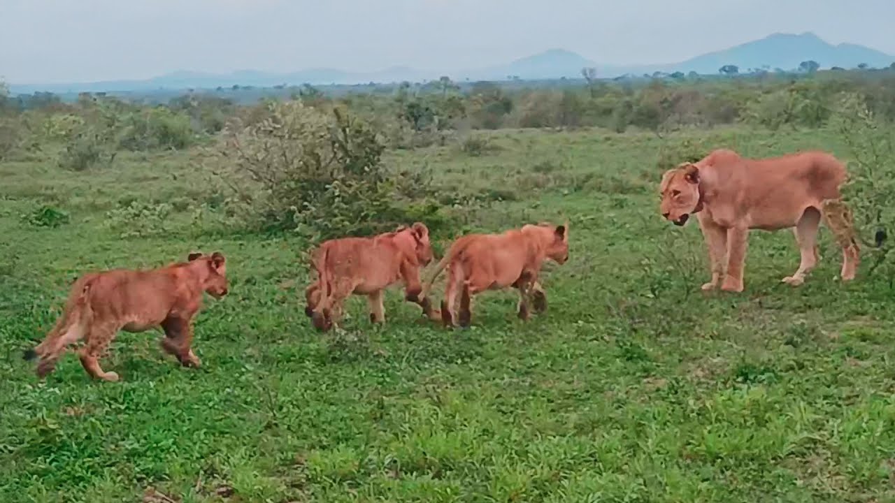 Lion Cubs Have Adorable Reunion with Mom and Dad