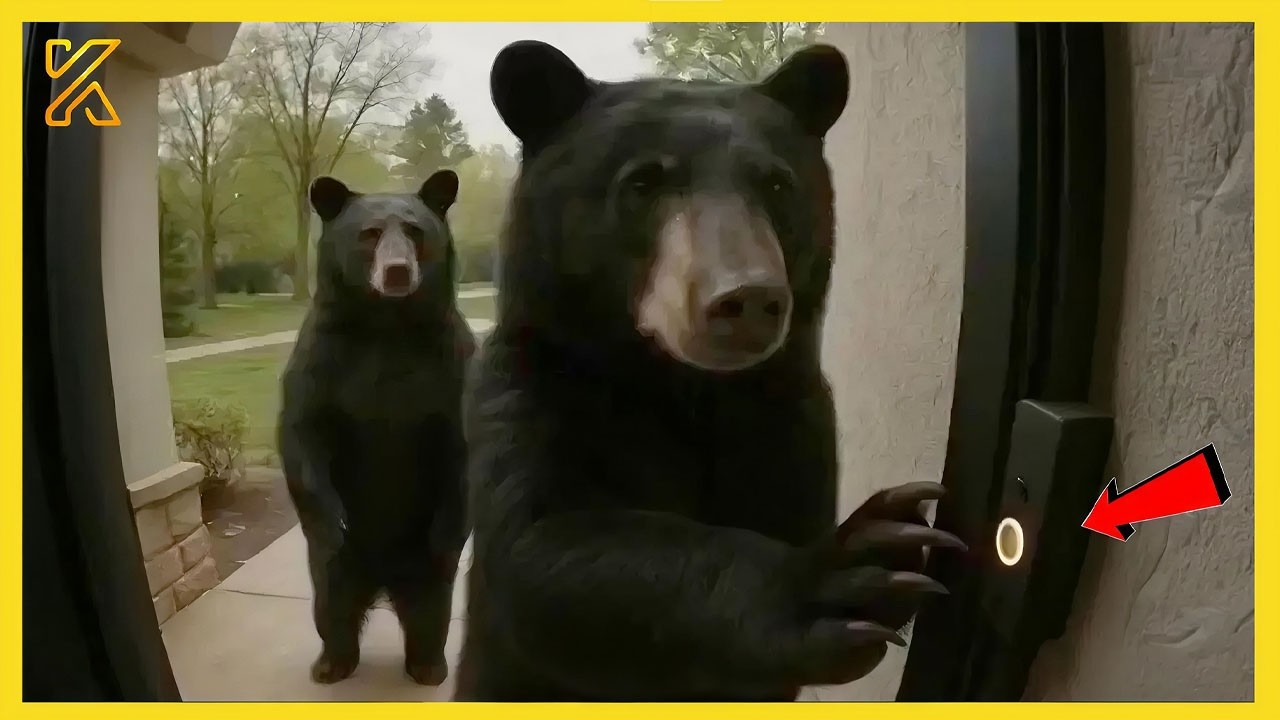 🐻 Bears Can’t Stop Being Silly 😂 Funniest ANIMALS Video 2026