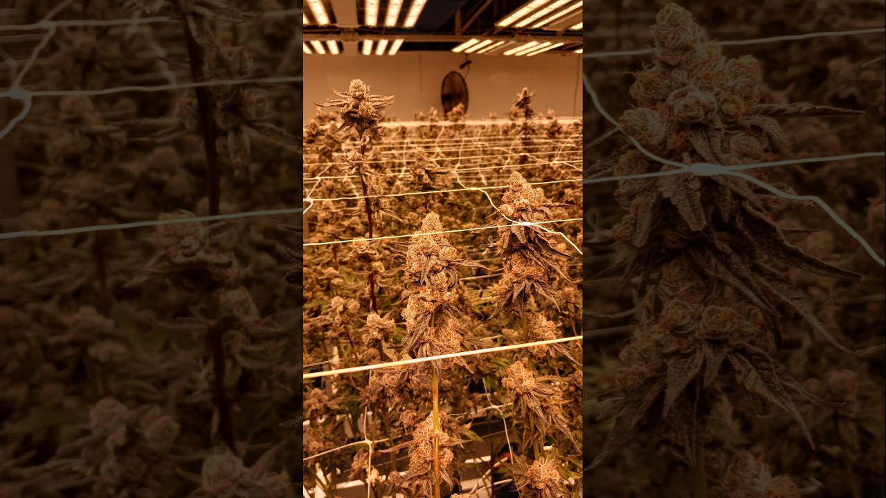 #cannabis #marijuana #pakalolo #mota #hemp #genetics #seeds #flowerroom @mattthewatchman