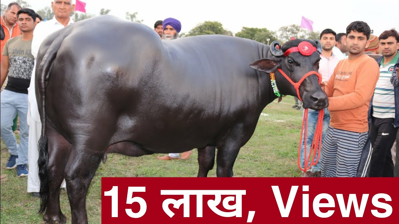 Best Buffalo in Haryana in Dry Category￼