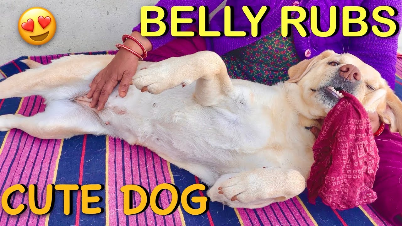 My Labrador Dog Jimmy Getting Head Paw Belly Massage 