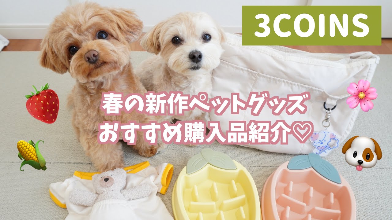 【3COINS】春の新作ペットグッズ購入品紹介🐶🍓おすすめポイント/使用レビューも紹介しています✨【犬服 犬グッズ】