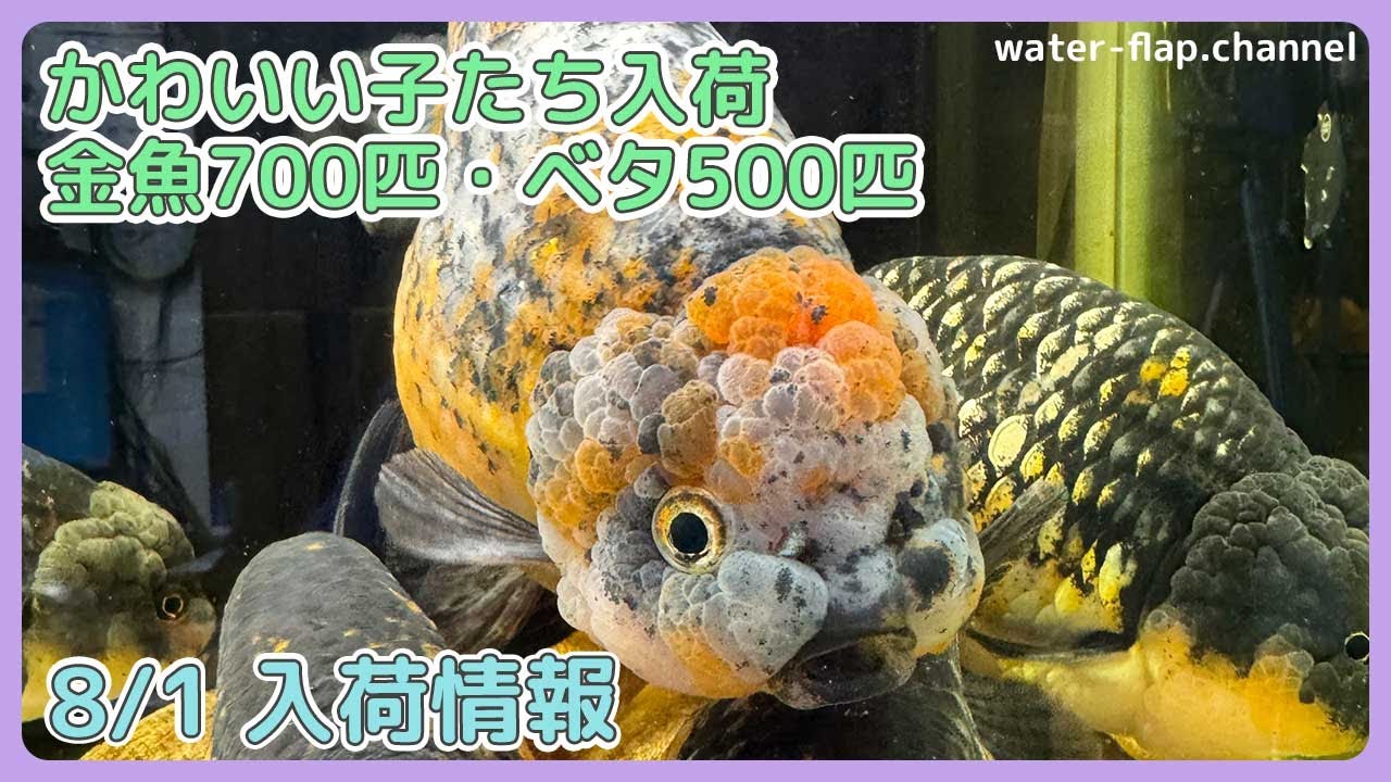可愛い子たち入荷しました！【金魚・ベタ】8/1入荷情報