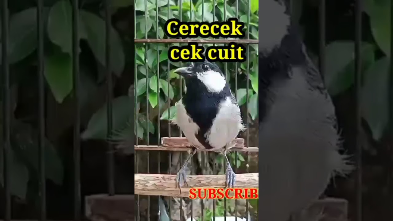 gelatik Batu gacor