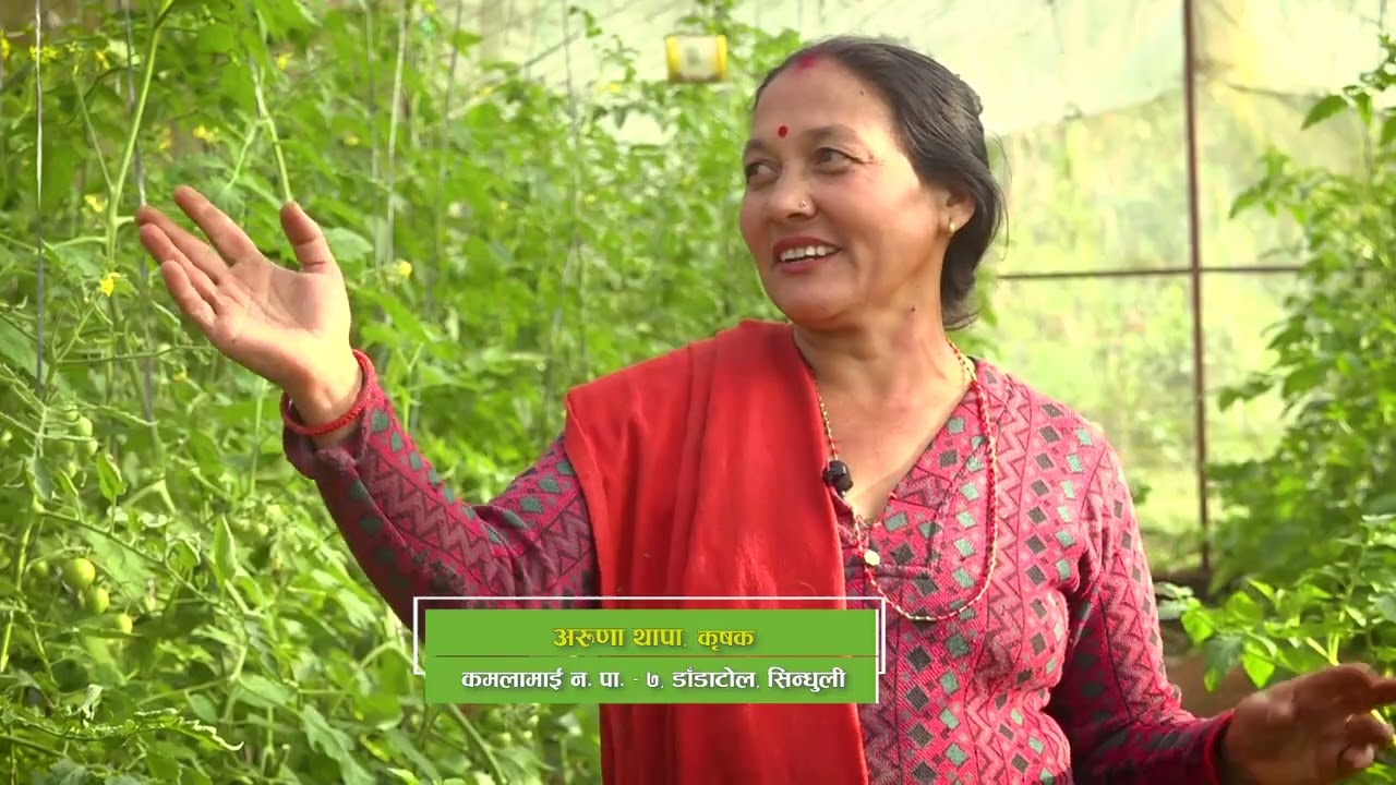 सिन्धुलीकी अरुणा थापालाई  आइपिएम तालिमले बनाएको व्यवसायिक तरकारी कृषक