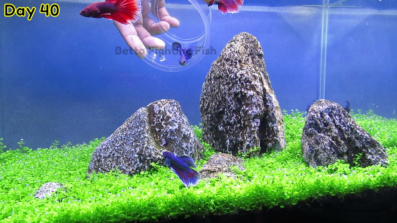 IWAGUMI STYLE - Planted Aquarium Setup