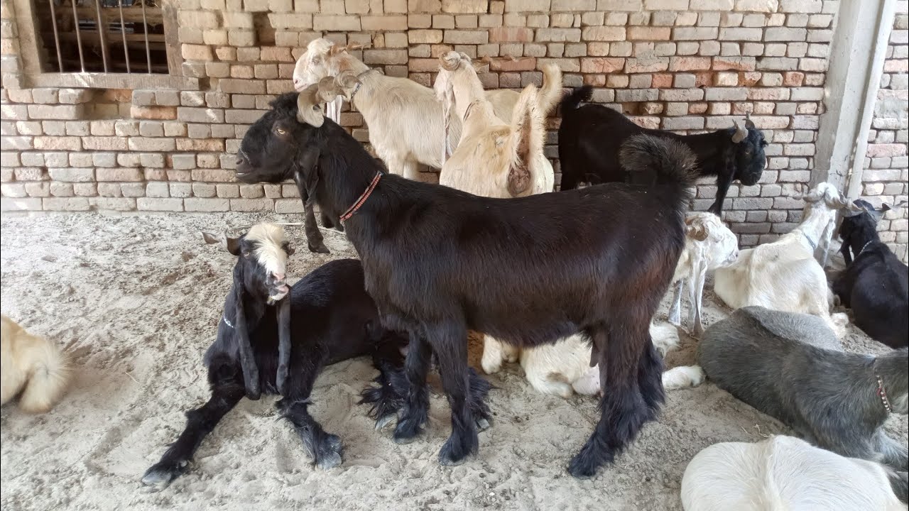 5 ddp goats for sale whatspp 03347071793