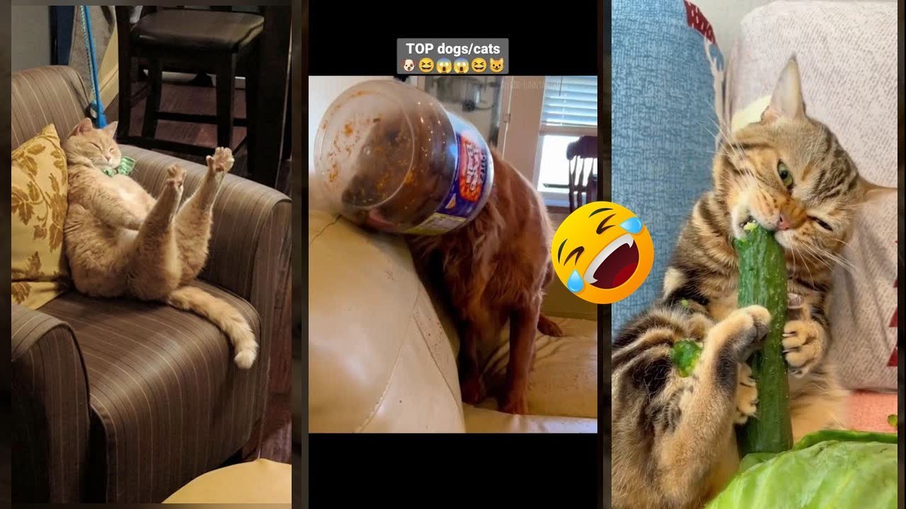 Cute Kittens 😸 New Funny Cats 2024 😻 #worldofanimals Episode 8318