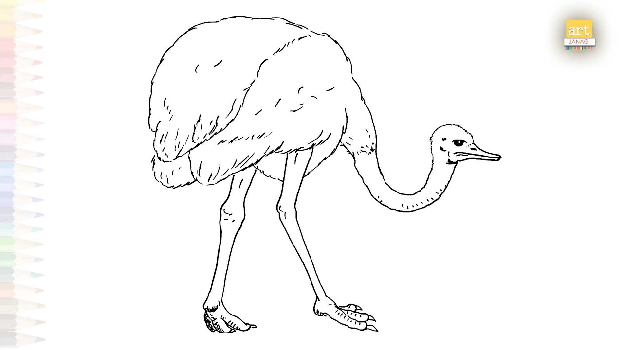 Ostrich drawings easy | Birds outline sketches | How to draw an Ostrich step by step | #artjanag