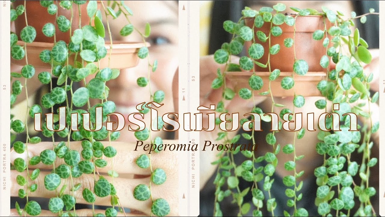 [วันละต้น] เปเปอร์โรเมียลายเต่า Peperomia Prostrata ต้นไม้มุ้งมิ้ง ตะมุ ตะมิ #ไม้นอกกระแส