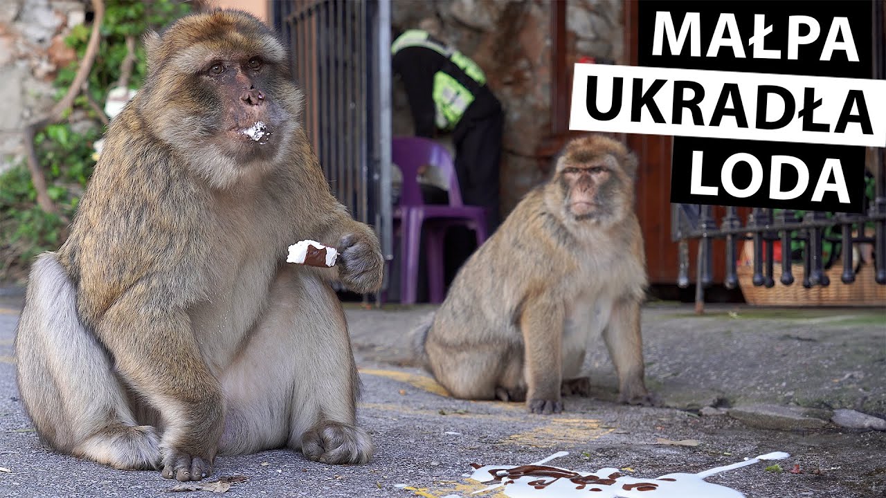 Gibraltar w jeden dzień. Zwiedzanie najlepszych atrakcji i dużo małp #wolni