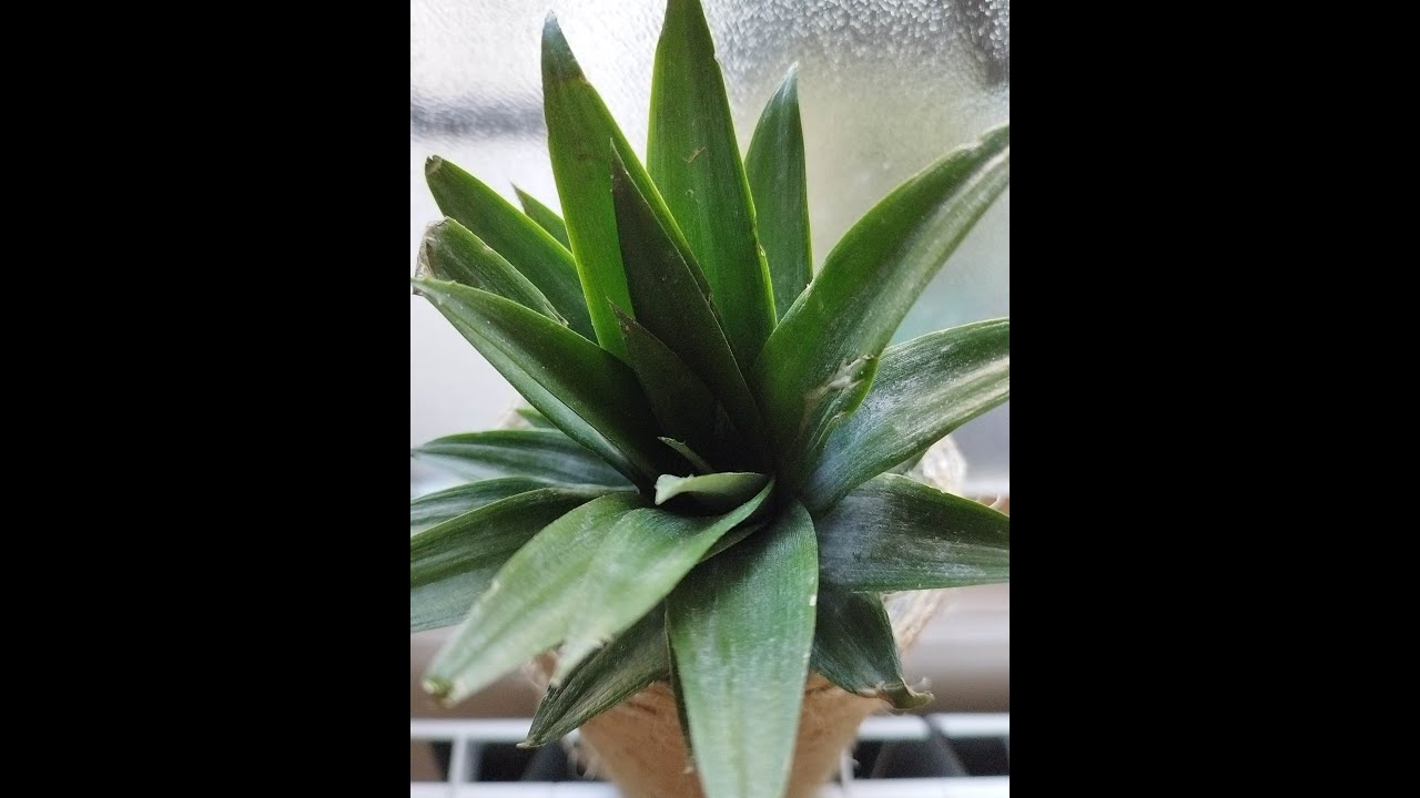 PLANTE GRATUITE : ANANAS