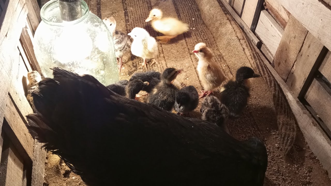 Yeni çıxan cücələr 🐥🐣!-Yanvarda aldığım cücələri göstərdim😲😯!
