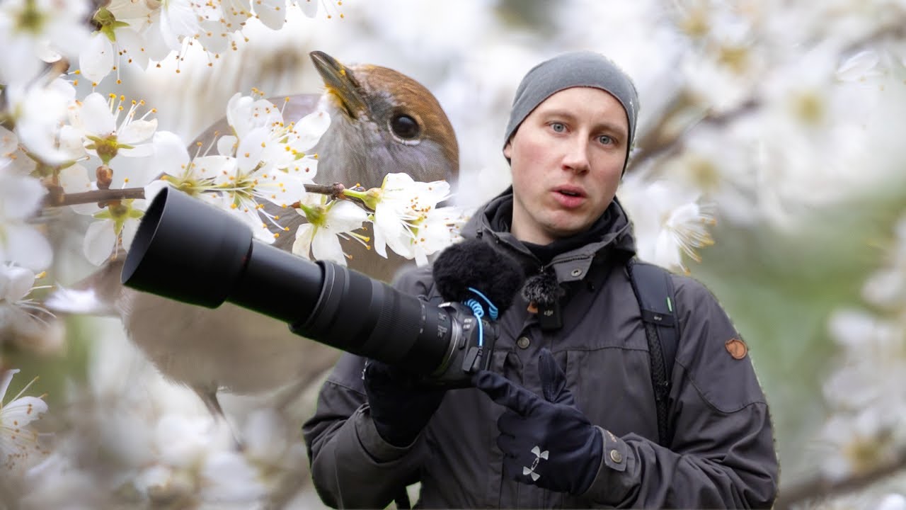Vögel mit Blüten fotografieren | Canon R10 + RF 100-400