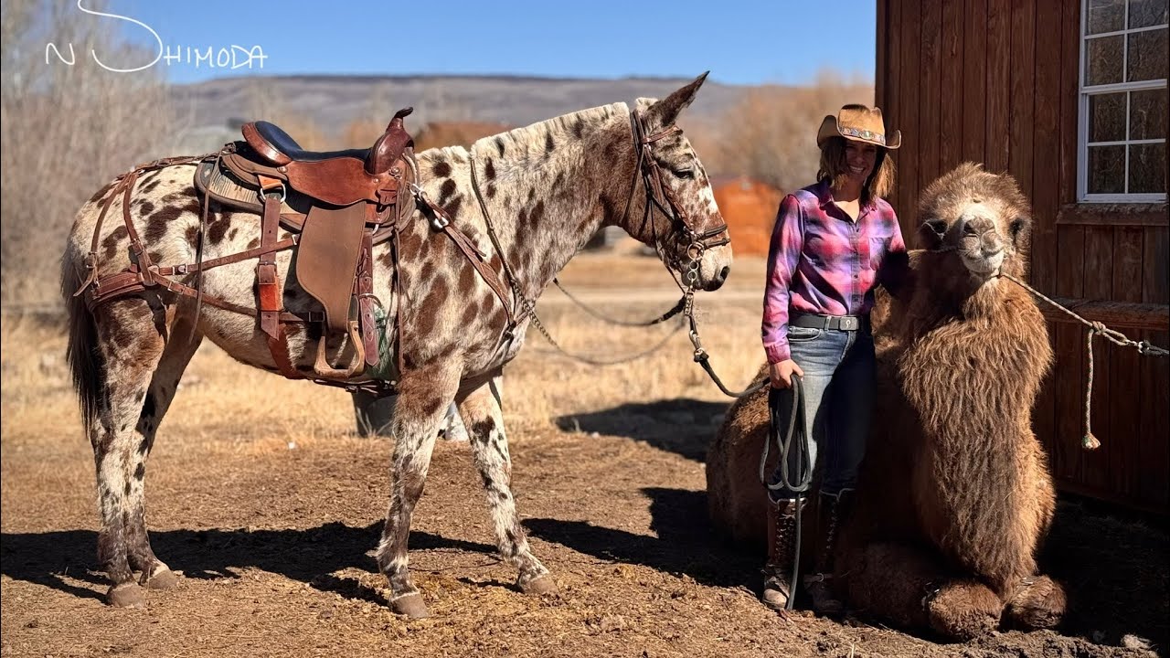 Gorgeous Leopard Appaloosa Molly Mule