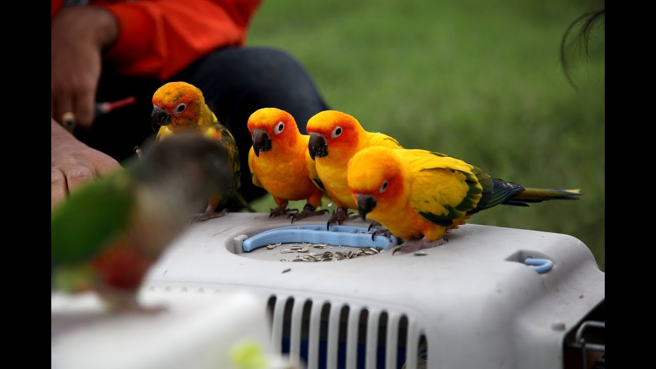 This is how Sun conures do free fly without Training