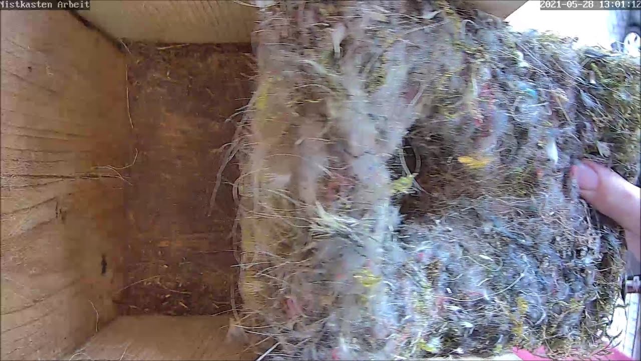 Räumung & Reinigung des Nistkasten Arbeit nach Ausflug der Brut