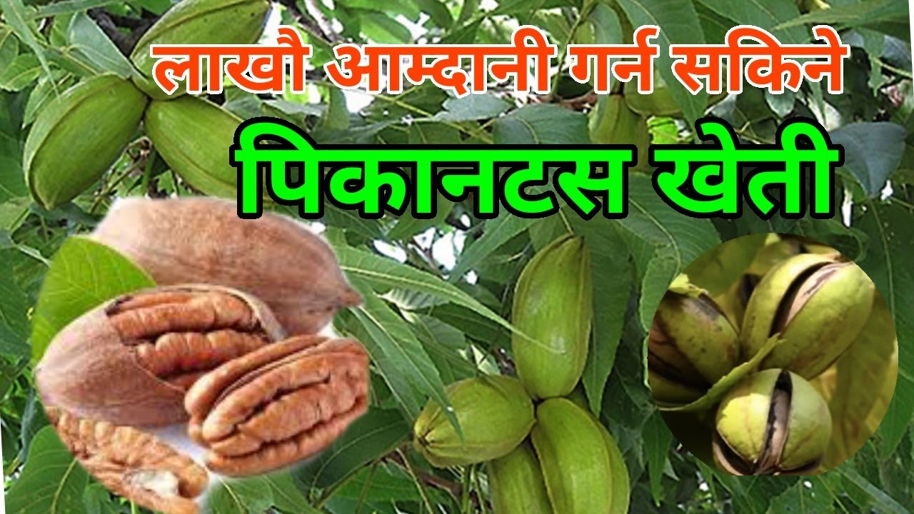 पिकानटस खेती / Pecan Nuts/NEPAL AGRICULTURE