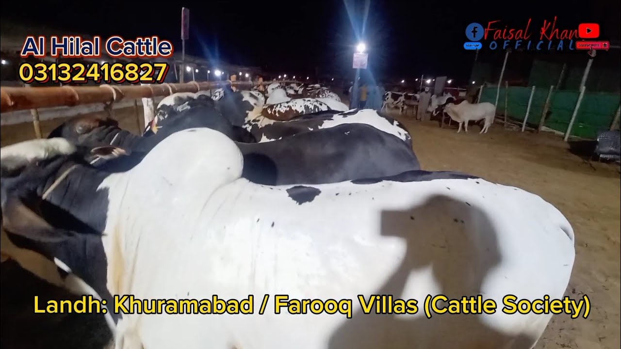 Al Hilal Cattle Farm (Landhi Cattle Society) AB Mall Sub ko Mila Ga #trending #explore #youtuber
