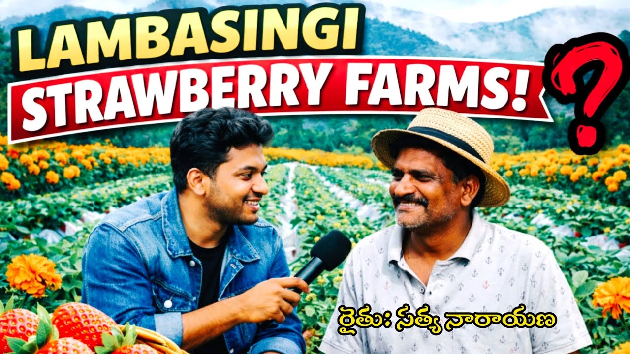 Inside Lambasingi Strawberry Farms 😲 | Farmers Reality