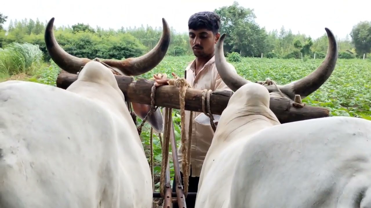 કપાસ માં સાહનું હક્યું#farmer #farming #viral #video #trending