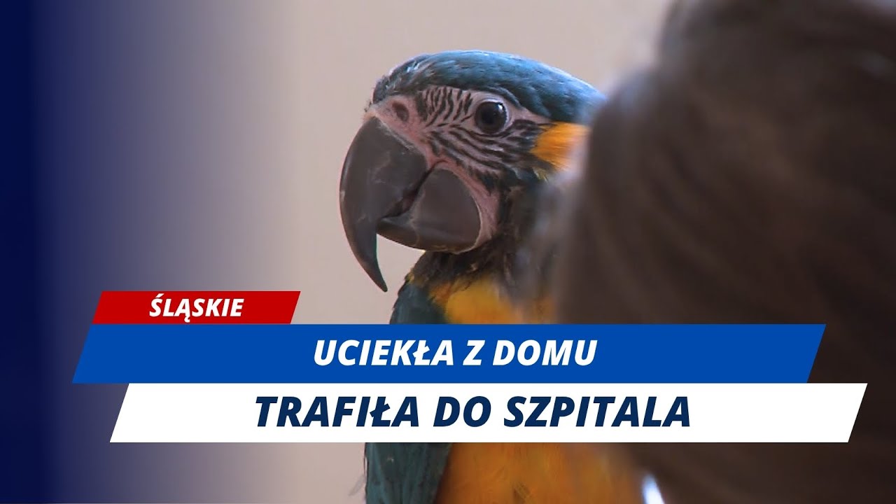 Papuga z Bytomia wybrała wolność i Sosnowiec!