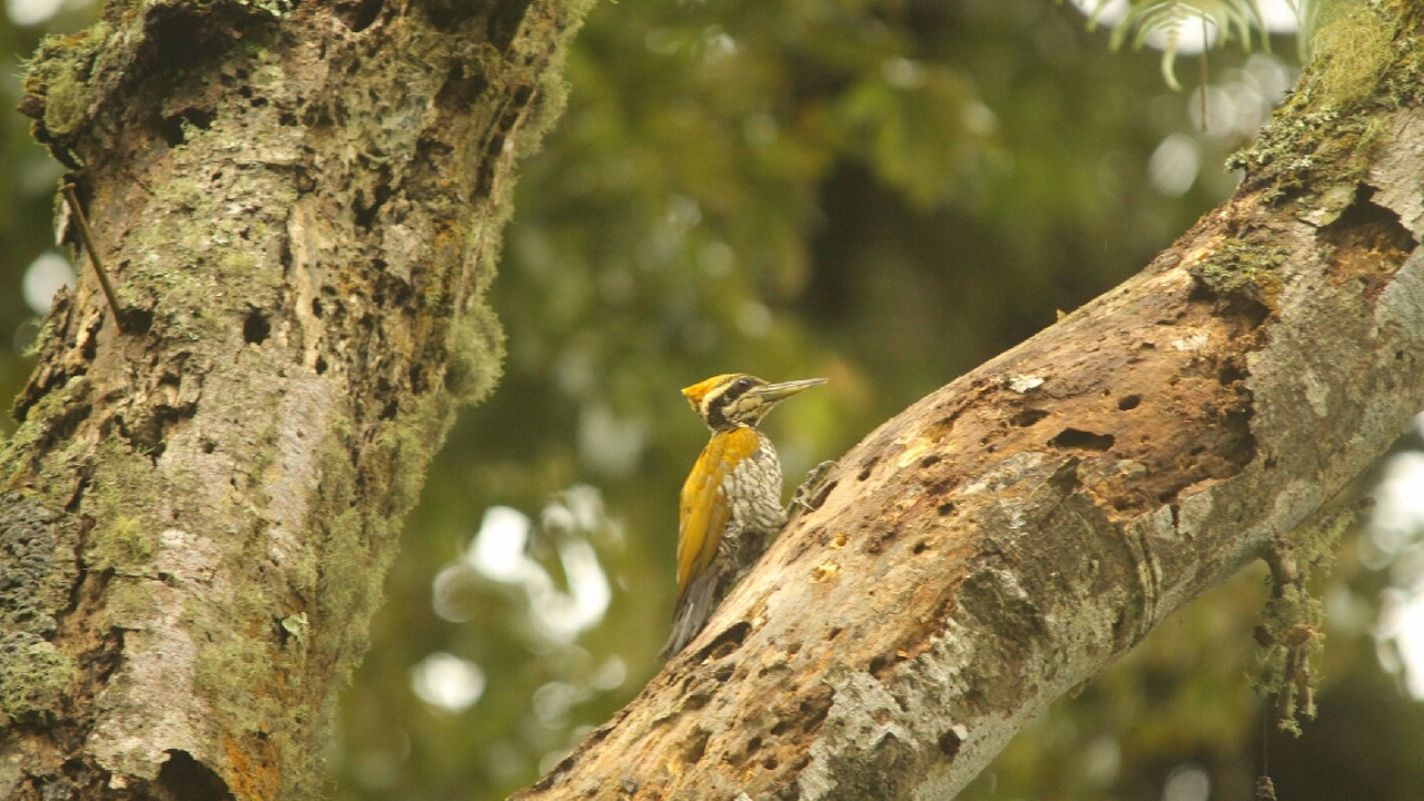 Woodpecker : Javan Flameback | Pelatuk Jawa | Chrysocolaptes strictus