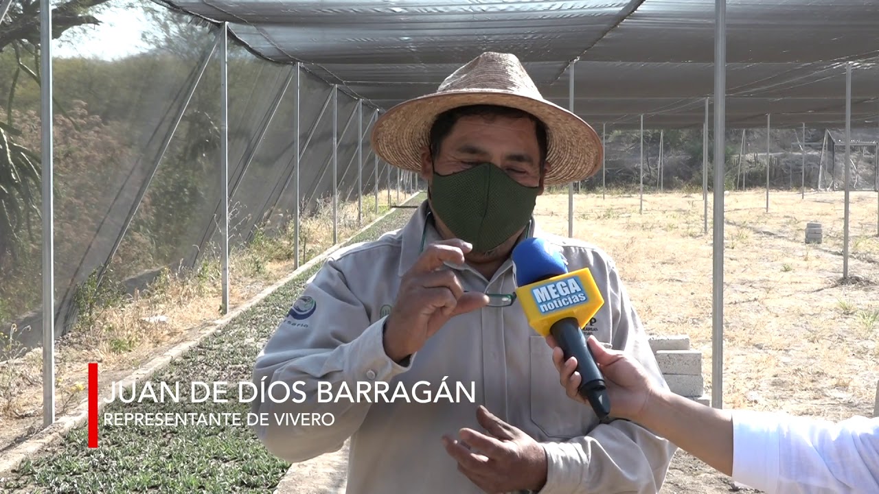 El maguey pichomel y su importancia en la zona de Puebla