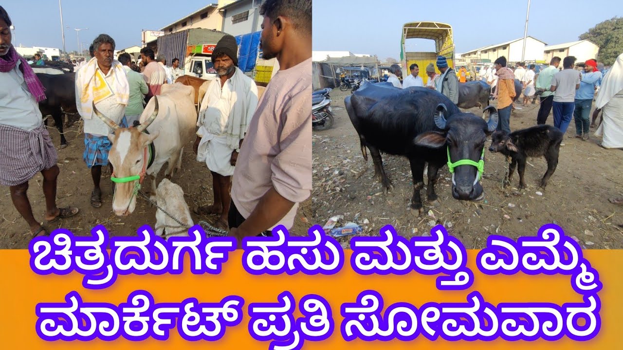 ಚಿತ್ರದುರ್ಗ ಹಸು ಮತ್ತು ಎಮ್ಮೆ ಮಾರ್ಕೆಟ್ ಪ್ರತಿ ಸೋಮವಾರ Chitradurga Cow and Buffalo Market every Monday