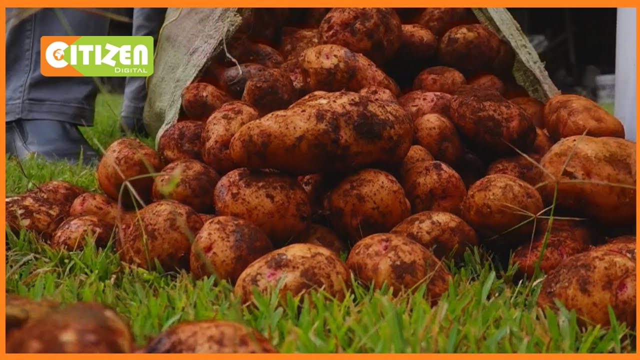 | KILIMO BIASHARA | Uzalishaji wa mbegu za viazi kwa kutumia vipandikizi vya mashina