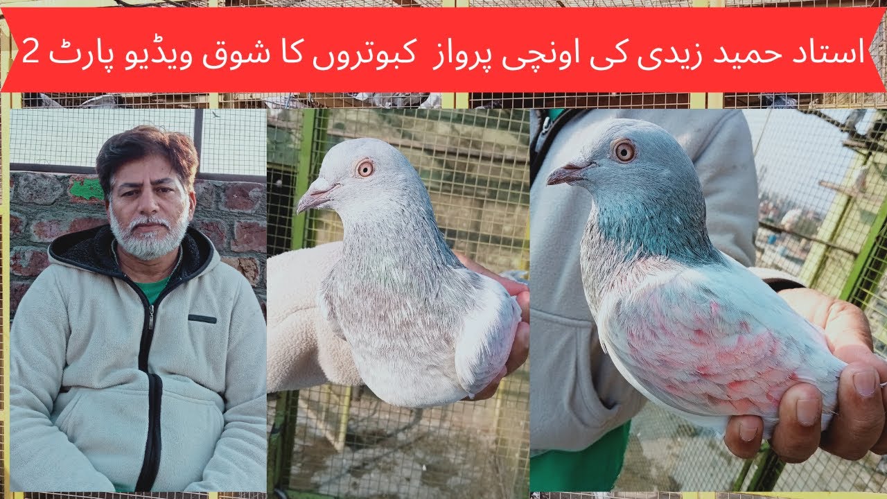 Ustad Hameed Zaidi ke High fly Pigeons Ka Shoq Video Part 2