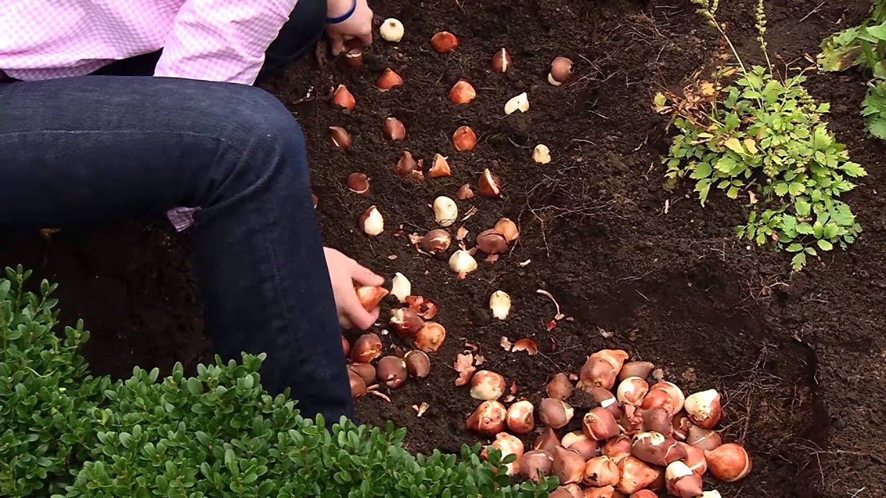 The Best Method for Planting Tulip Bulbs