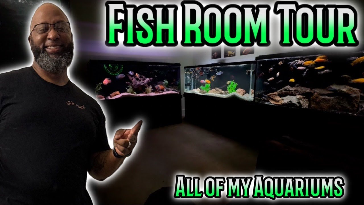 Will's Fish Room Tour   ALL OF MY AQUARIUMS!