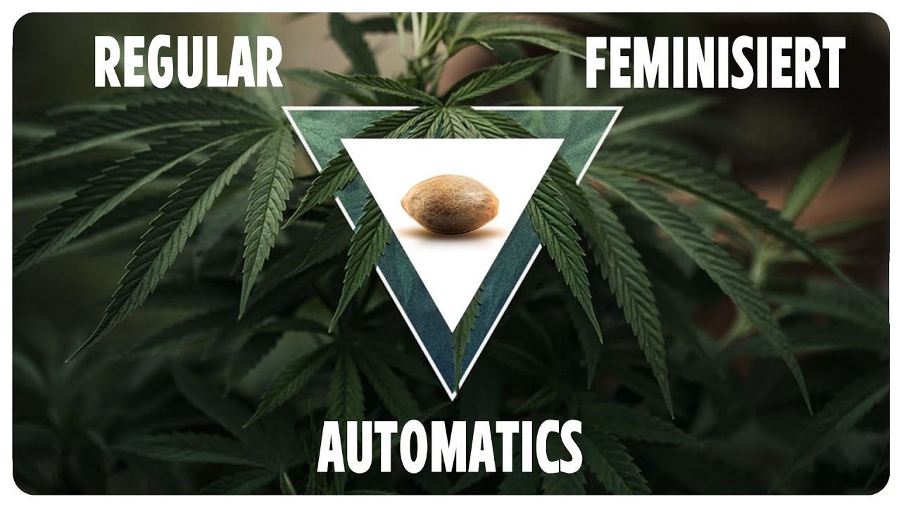 Welche Cannabis Samen sind die besten f&uuml;r ...?
