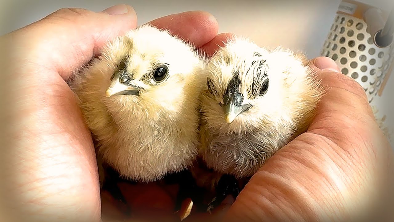 【ペット】生後すぐのひよこの癒し映像集【かわいい】