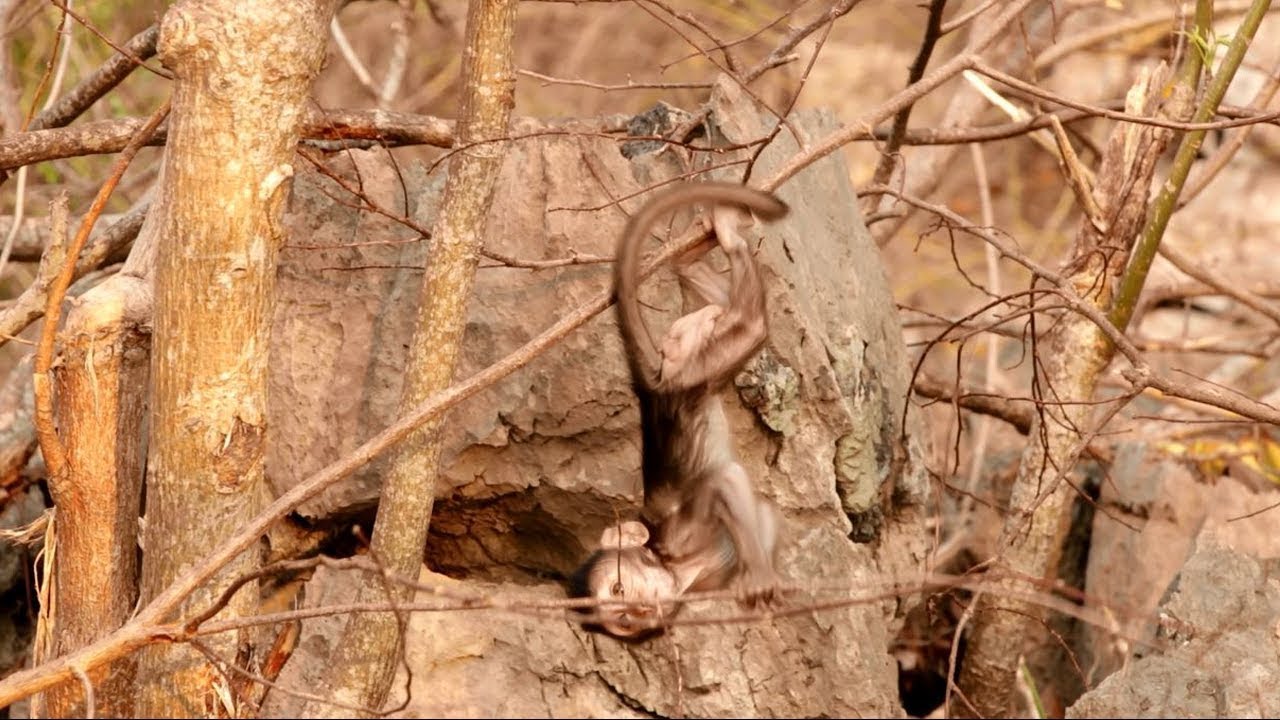 MG, Newborn Baby Climb On Tree Follow Adult Monkey, Cute Wildlife