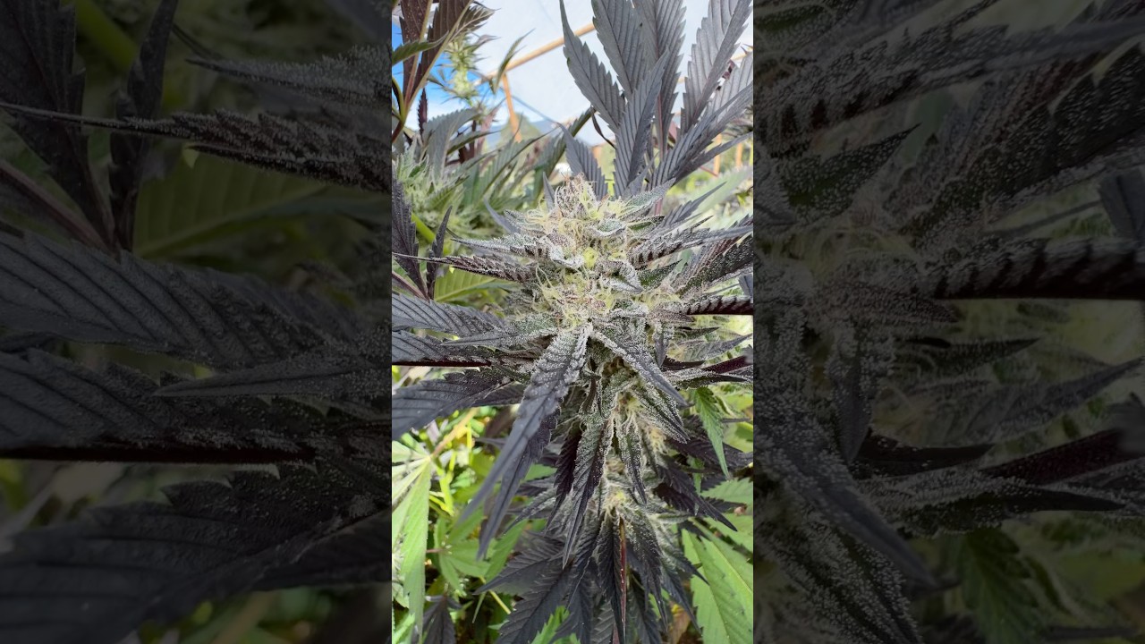 Barf Breath by Solfire sun grown in Colombia 🇨🇴 new episode dropping this month 💯❤️