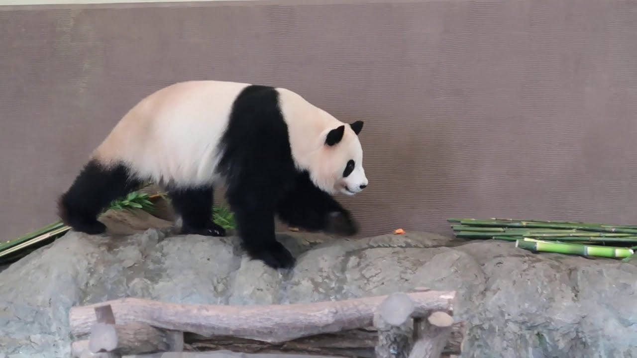 #2-2 July 2020 Ouhin at Adventure world, Japan