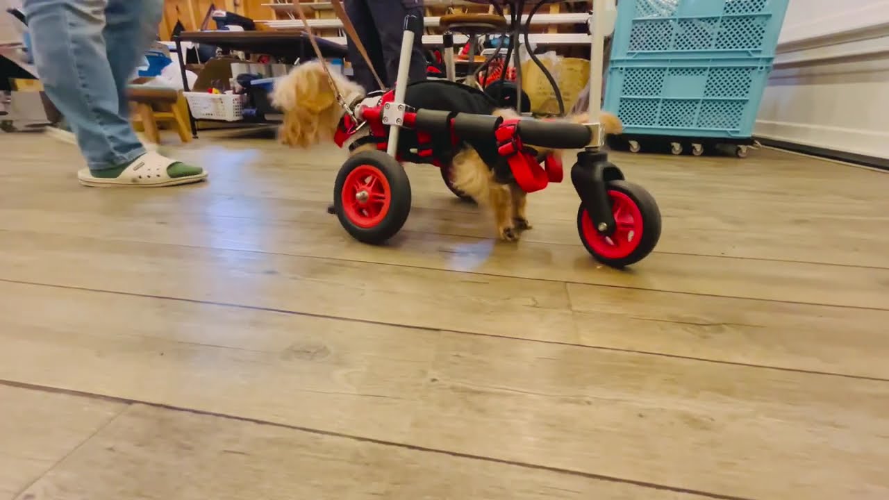 2025.12.24「はな工房」の犬用車椅子 　岐阜県　ミニチュアダックスフンド　ムムちゃん♪