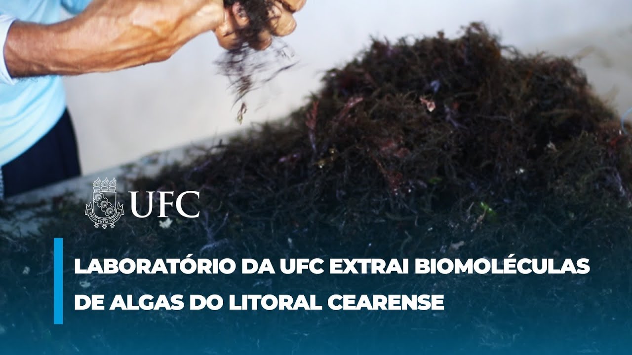UFC extrai biomol&eacute;culas de algas da praia de Flecheiras